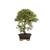 Cotoneaster spp. - B5296