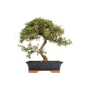 Cotoneaster spp. - B5296