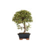 Cotoneaster spp. - B5296