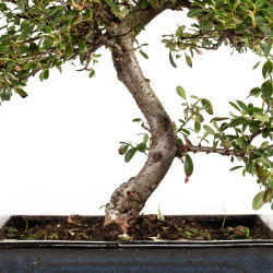 Cotoneaster spp. - B5296