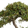 Cotoneaster spp. - B5296