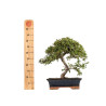 Cotoneaster spp. - B5296