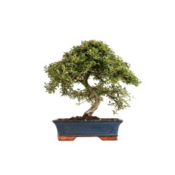 Cotoneaster spp. - B5298