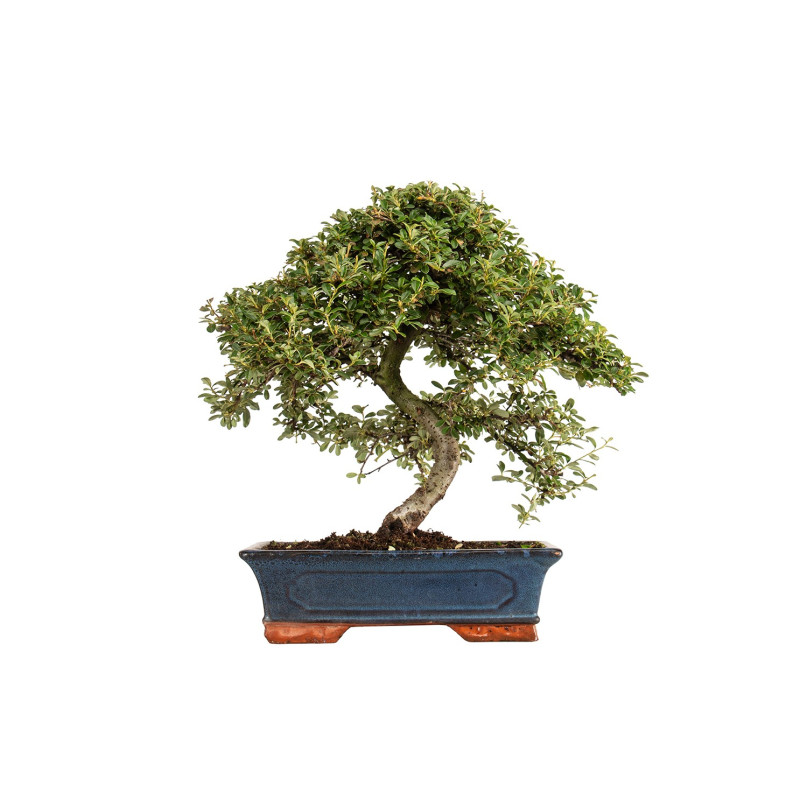 Cotoneaster spp. - B5298