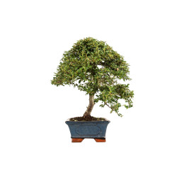 Cotoneaster spp. - B5298
