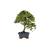 Cotoneaster spp. - B5298