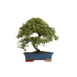 Cotoneaster spp. - B5298