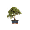 Cotoneaster spp. - B5298