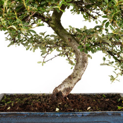 Cotoneaster spp. - B5298