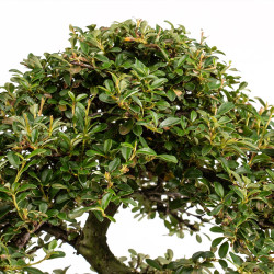 Cotoneaster spp. - B5298