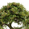 Cotoneaster spp. - B5298