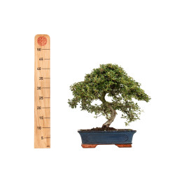 Cotoneaster spp. - B5298