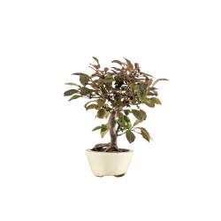 Malus red - B5290