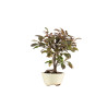 Malus red - B5290