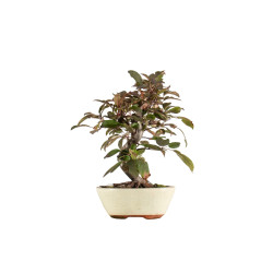 Malus red - B5290