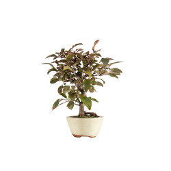 Malus red - B5290
