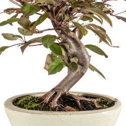 Malus red - B5290