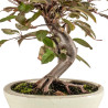 Malus red - B5290