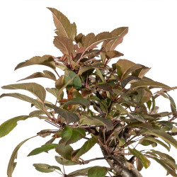 Malus red - B5290