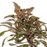 Malus red - B5290