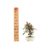 Malus red - B5290