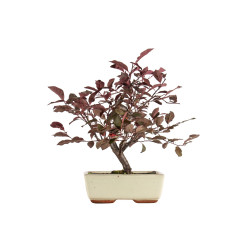 Prunus pissardi - B5291
