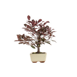 Prunus pissardi - B5291