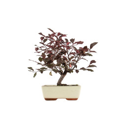Prunus pissardi - B5291