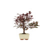 Prunus pissardi - B5291