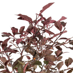 Prunus pissardi - B5291