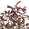 Prunus pissardi - B5291