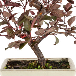 Prunus pissardi - B5291