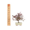 Prunus pissardi - B5291