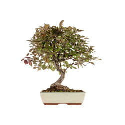 Malus Red - B5292