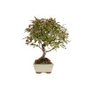 Malus Red - B5292