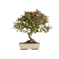 Malus Red - B5292