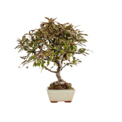 Malus Red - B5292