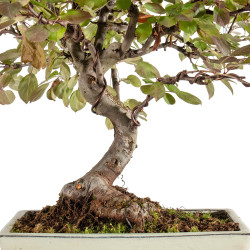 Malus Red - B5292
