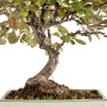 Malus Red - B5292