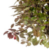 Malus Red - B5292