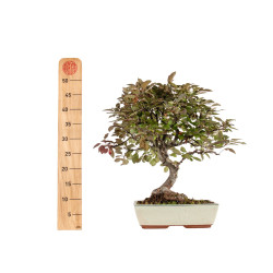 Malus Red - B5292