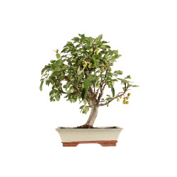 Malus everest - B5293