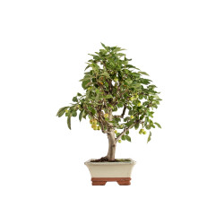 Malus everest - B5293
