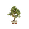 Malus everest - B5293