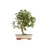 Malus everest - B5293