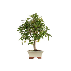 Malus everest - B5293