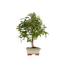 Malus everest - B5293
