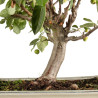 Malus everest - B5293