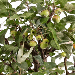 Malus everest - B5293