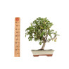 Malus everest - B5293